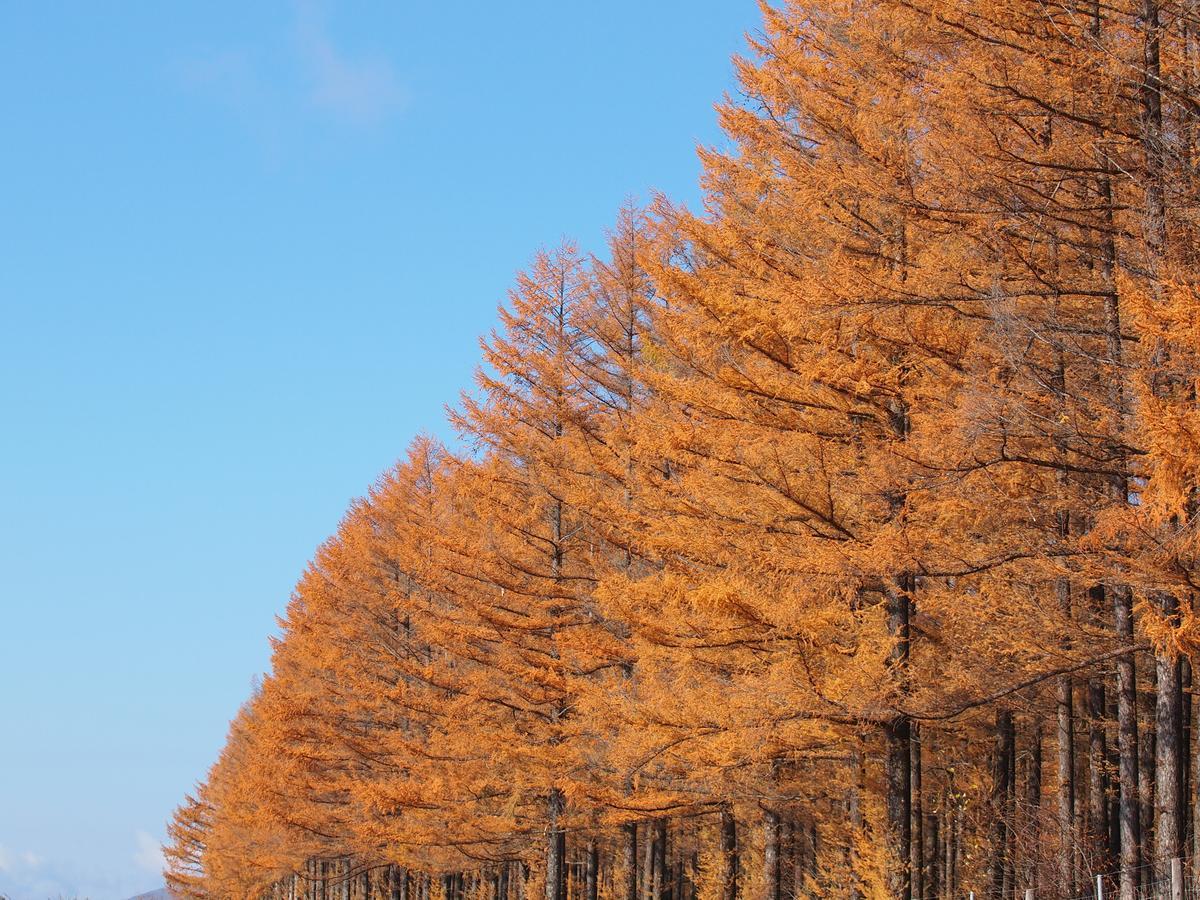 Log Hotel Larch Lake Kanayama Minamifurano Exterior foto